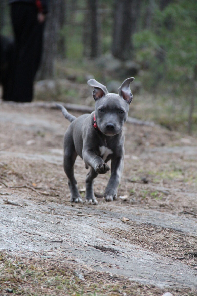 Staffordshire Bull Terrier