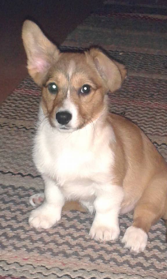 Welsh corgi cardigan