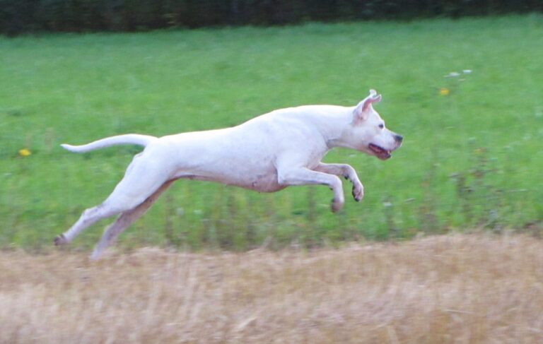 Dogo argentino