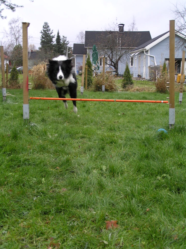 Bordercollie