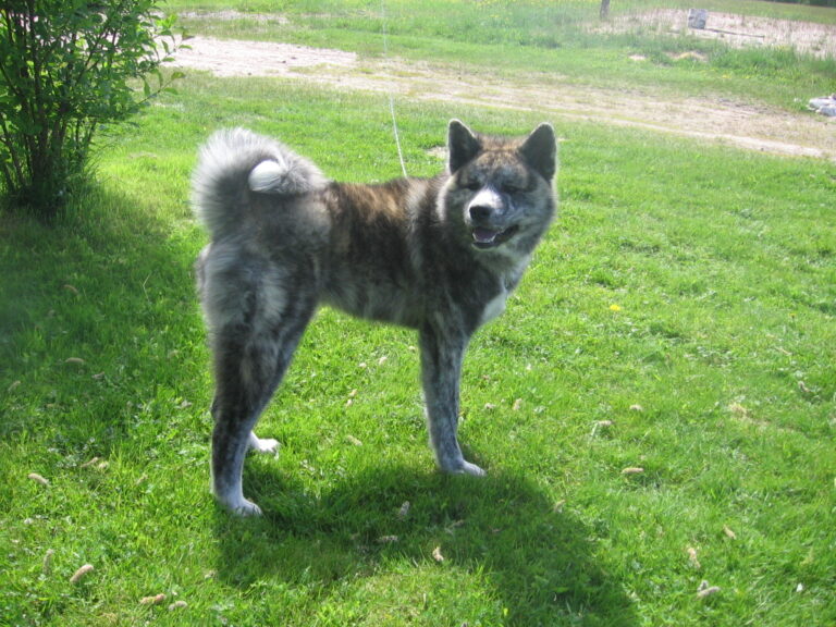 Akita