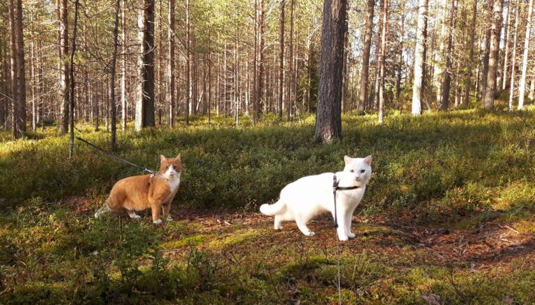 Sekarotuinen koira Kuura ja Waltteri