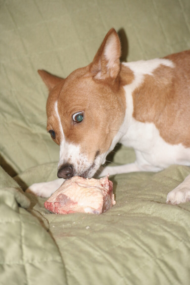 Basenji