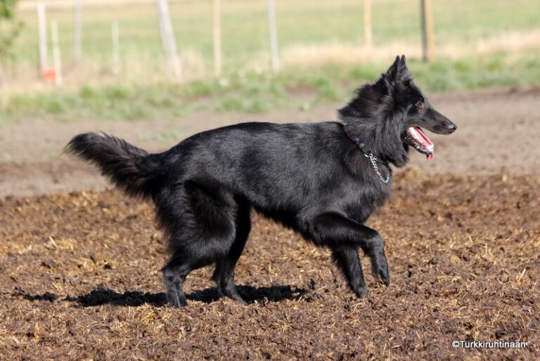 Belgianpaimenkoira groenendael