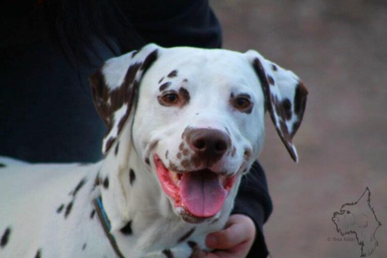 Dalmatiankoira