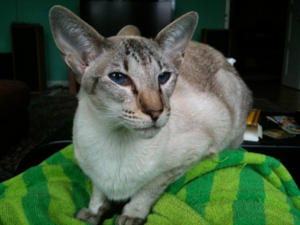 Siamese