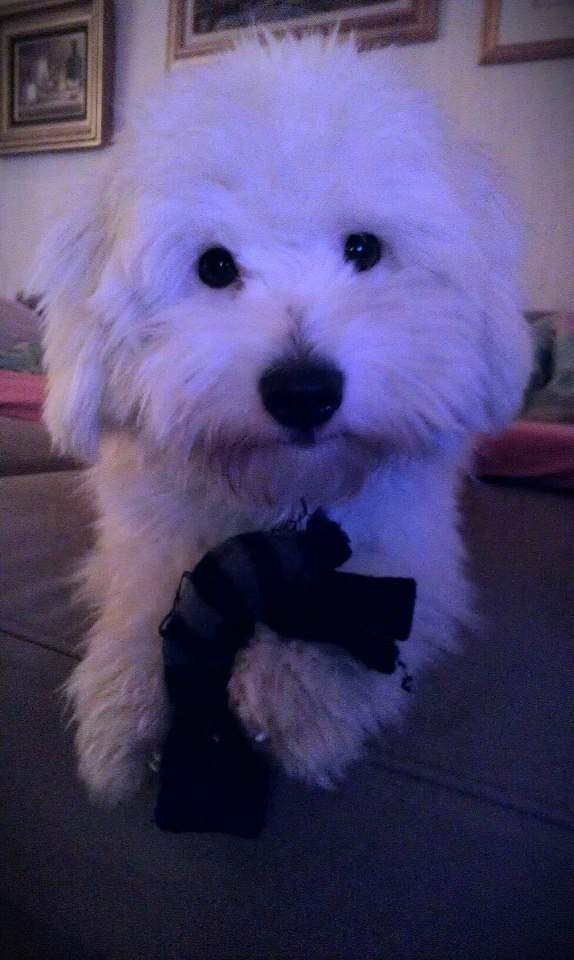 Coton de tulear