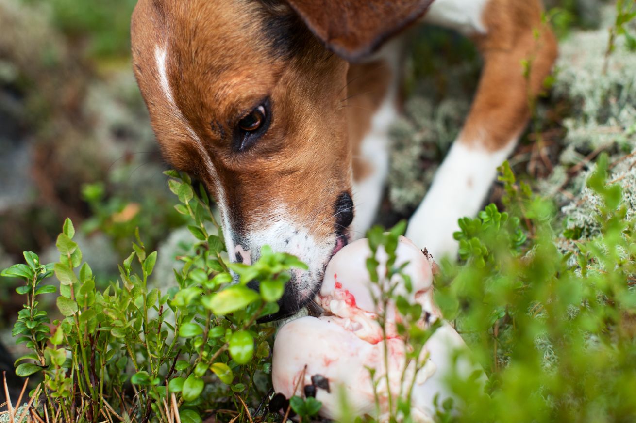 mush messi with bone 1