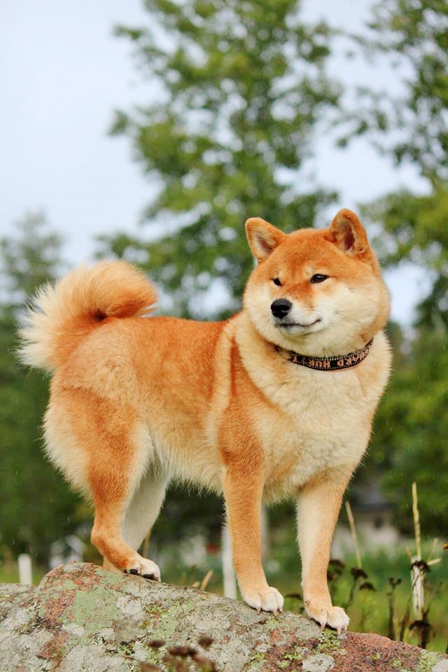 Shiba Kennel shirokawa