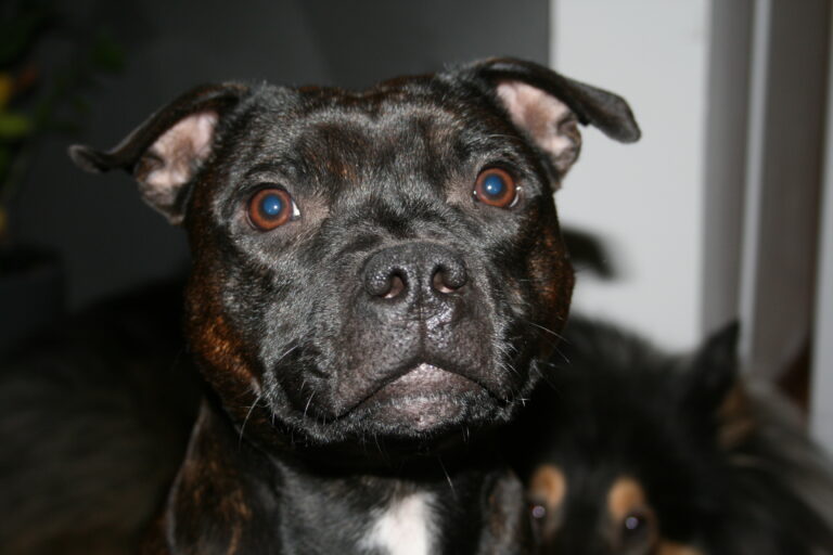 Staffordshire Bull Terrier