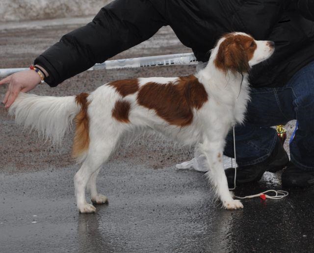 Kooikerhondje Elina Voutilainen