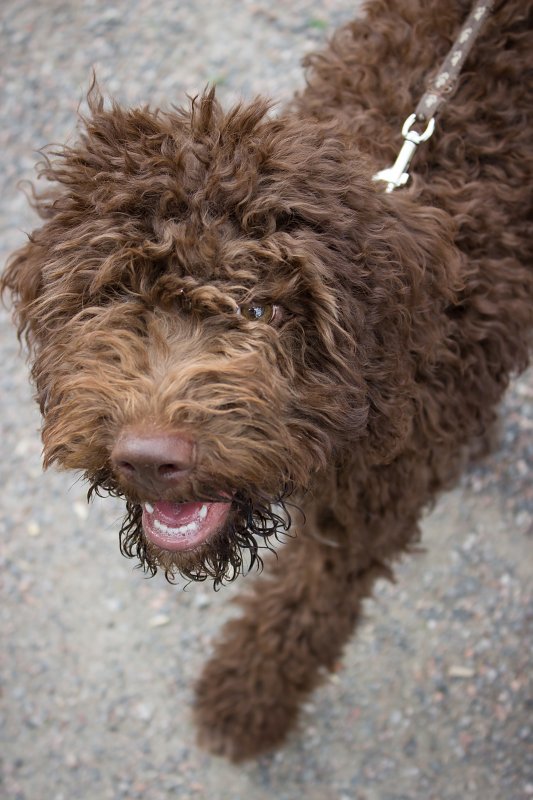 Lagotto romagnolo