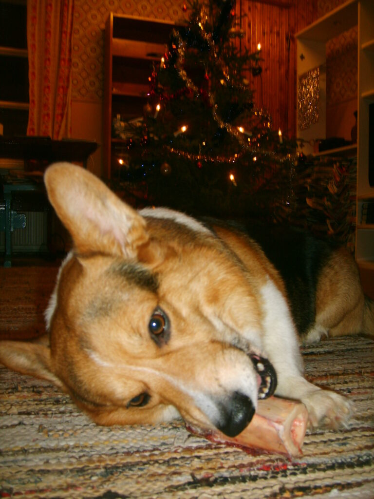 Welsh corgi pembroke