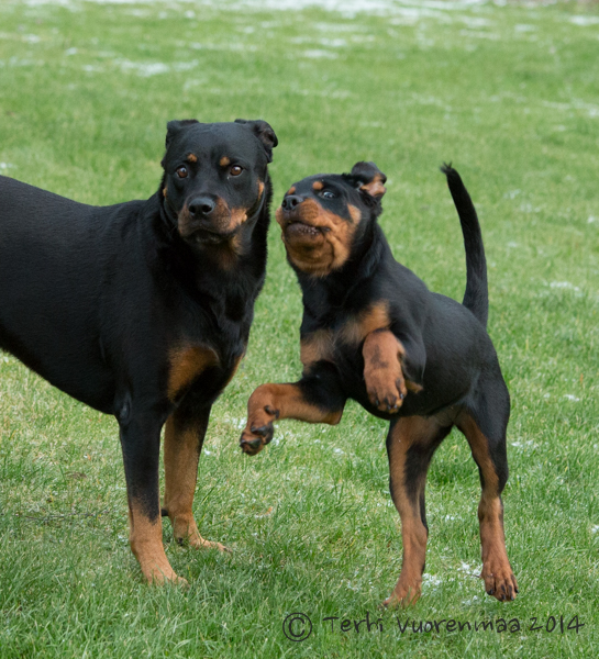 Rottweiler Terhi