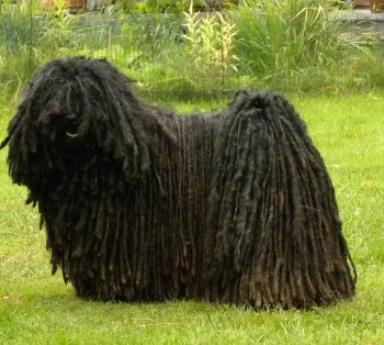 Puli