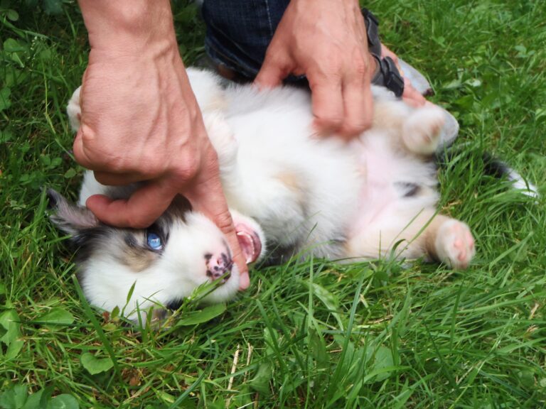 Australian Shepherd Toni