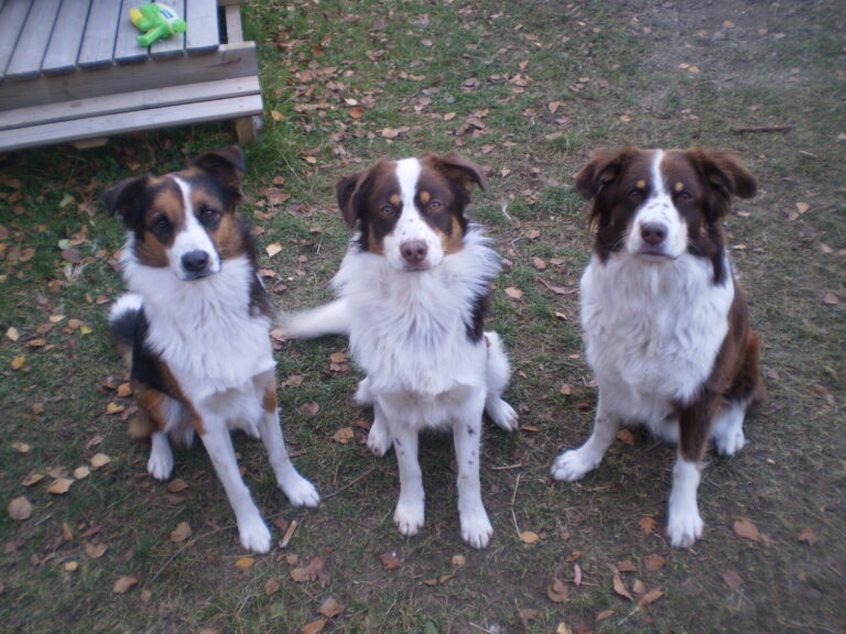 Australian Shepherd