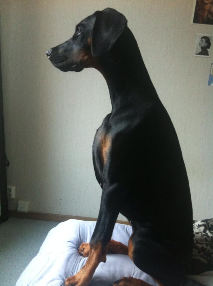 Dobermanni