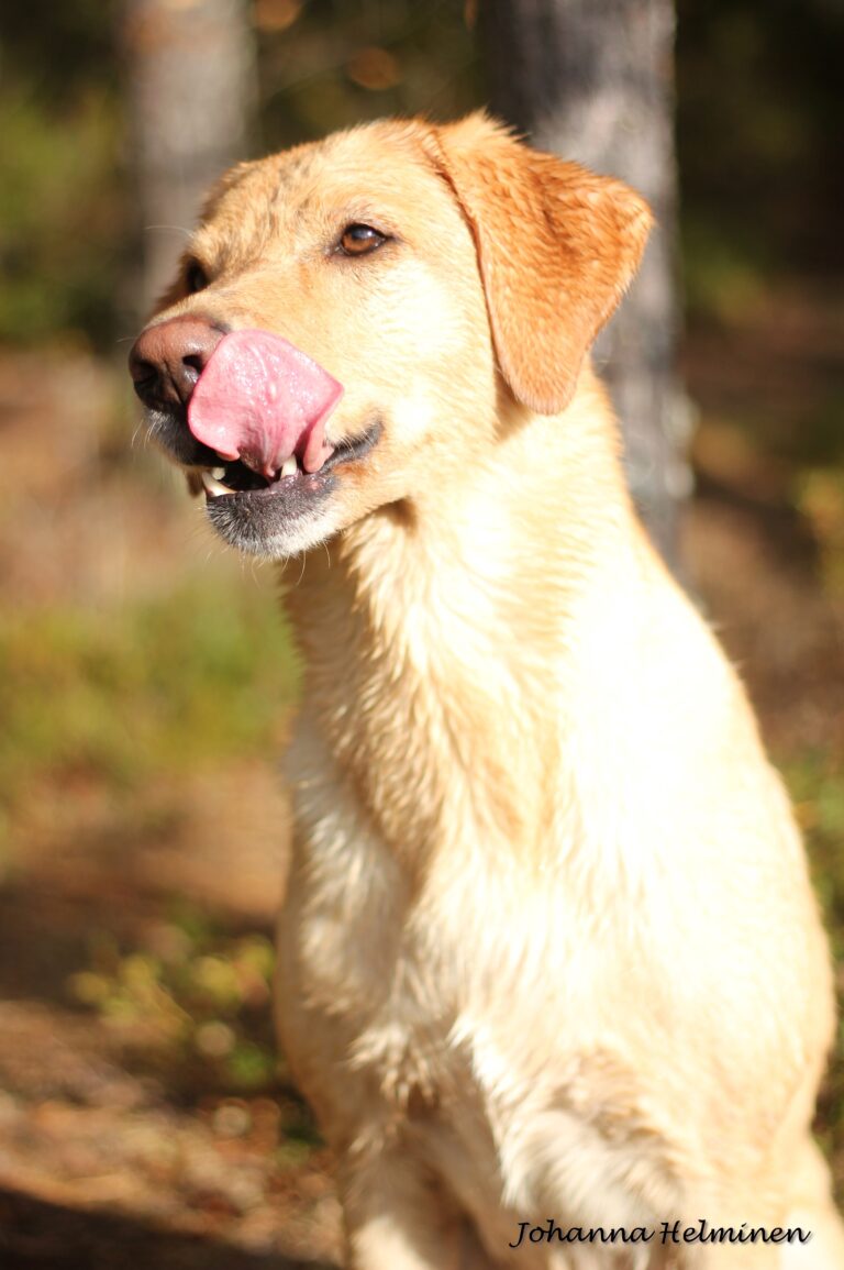 Labradorinnoutaja Taru