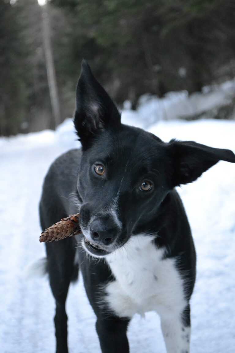 Bordercollie