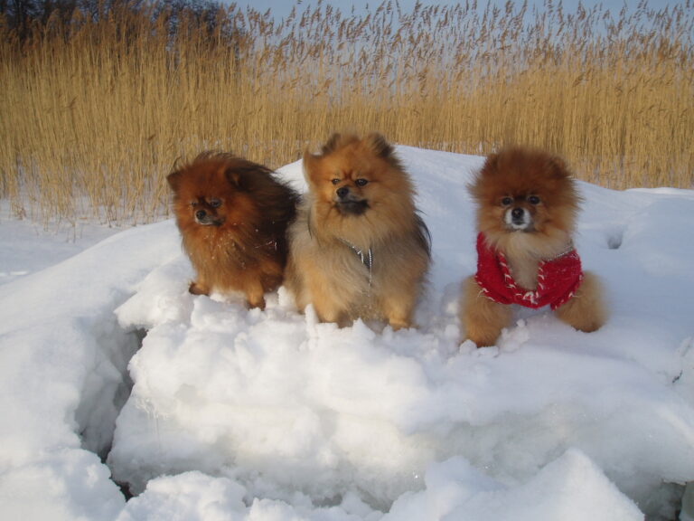 Pomeranian