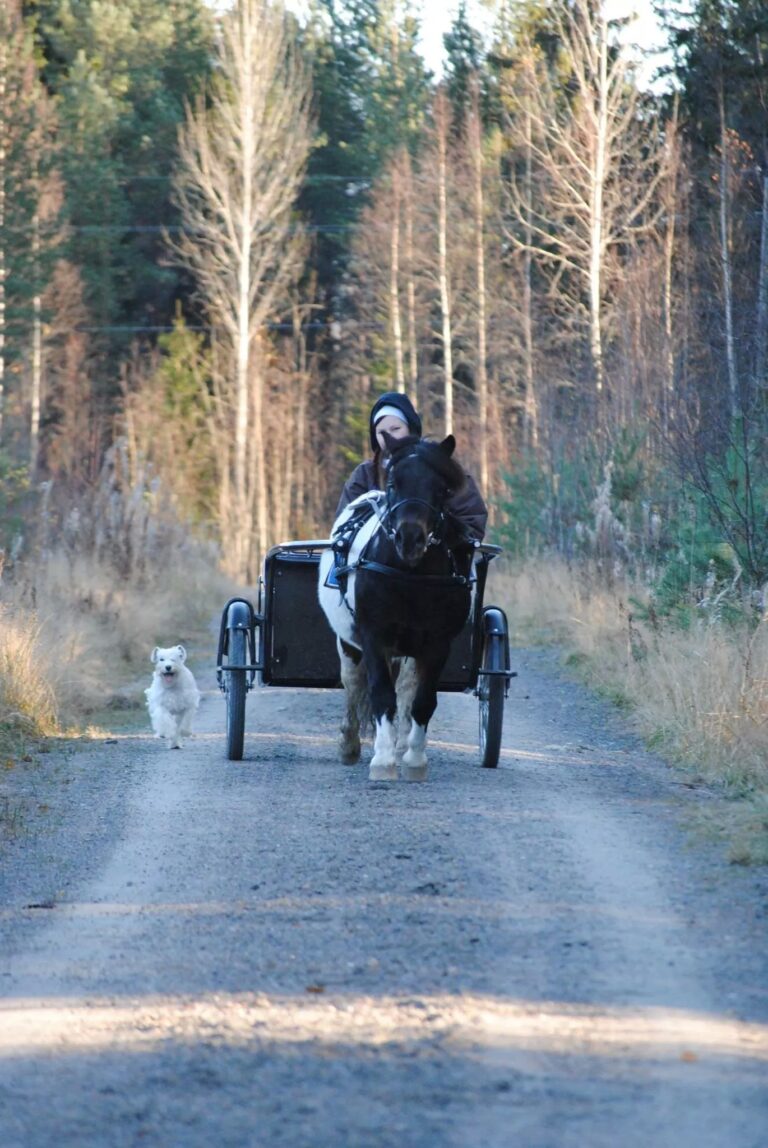 Kääpiösnautseri Ninnu