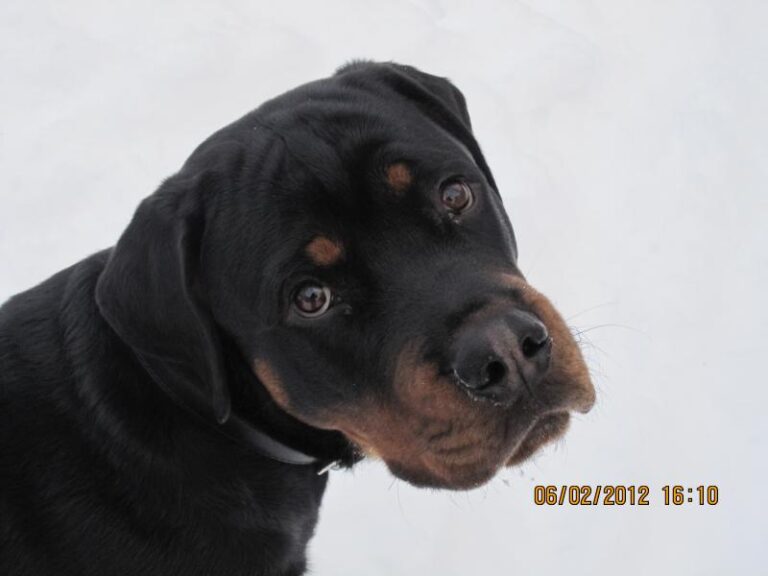 Rottweiler