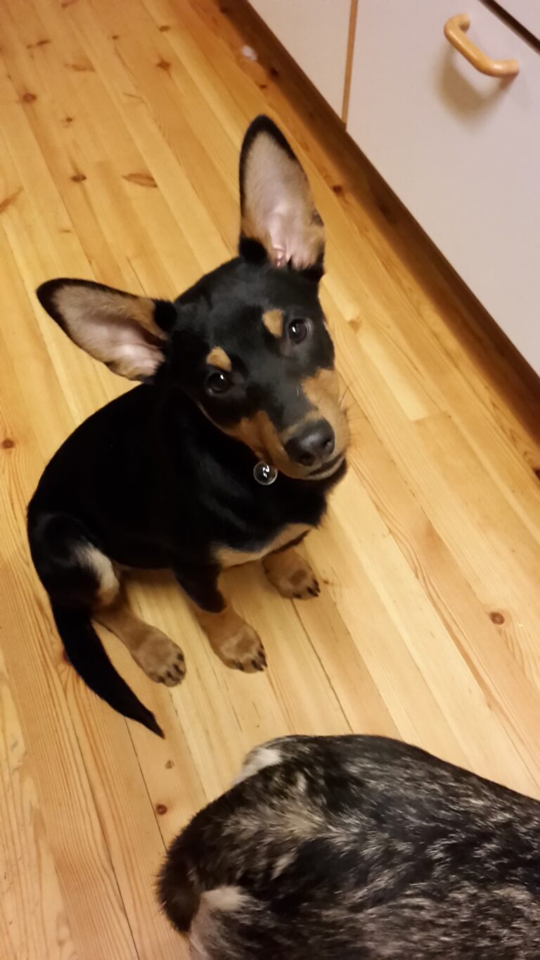 Australiankelpie