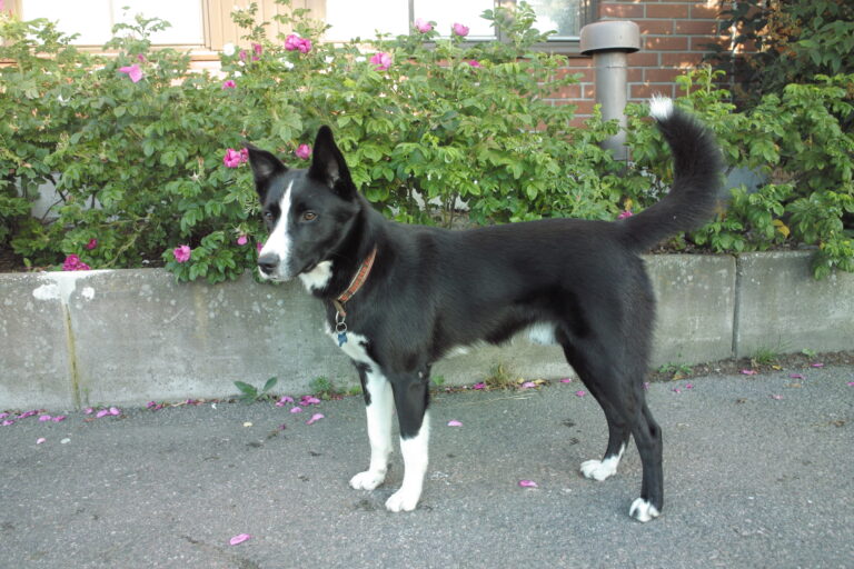 Bordercollie