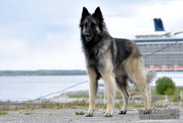 Belgian Shepherd Dog (Tervuren)