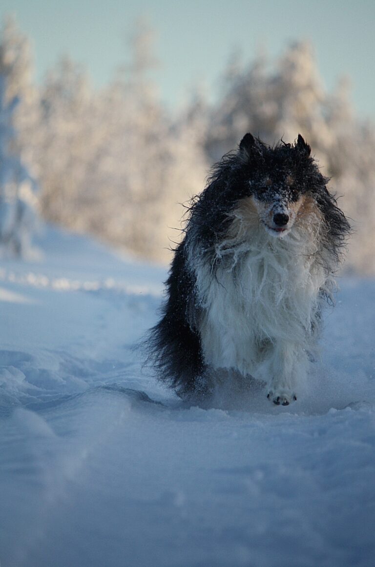 Sekarotuinen koira