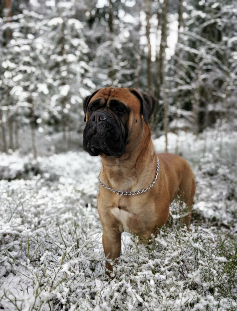 Bullmastiff Otso