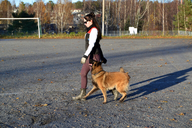 Belgian Shepherd Dog (Tervuren)