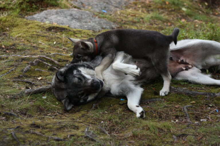 Jämtlanninpystykorva