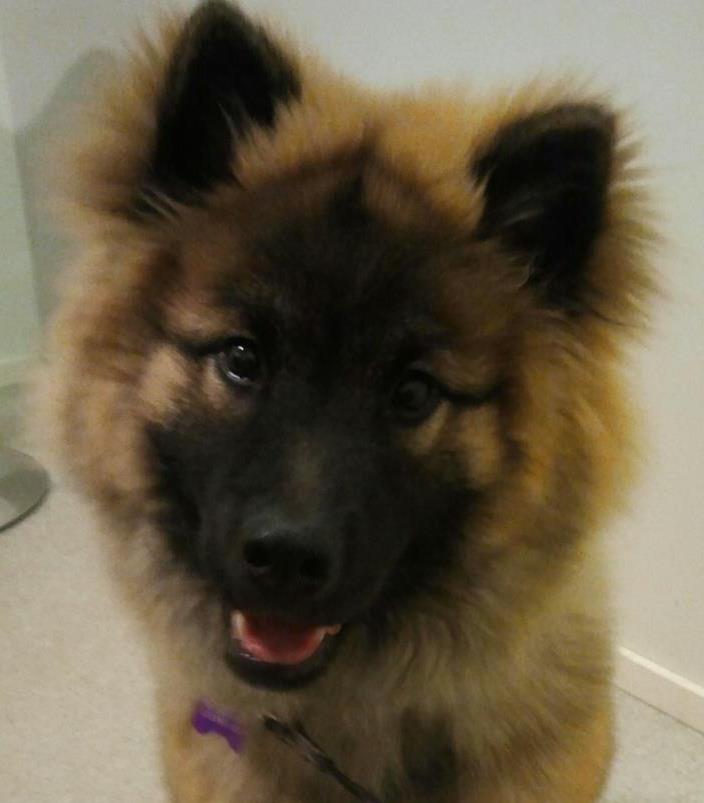 Eurasier