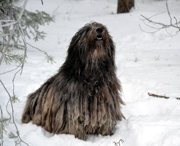 Bergamasco