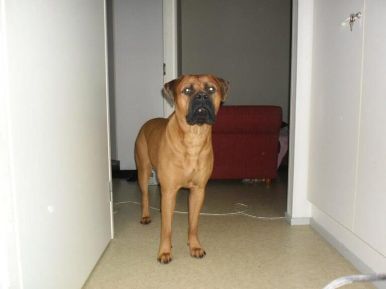 Bullmastiff