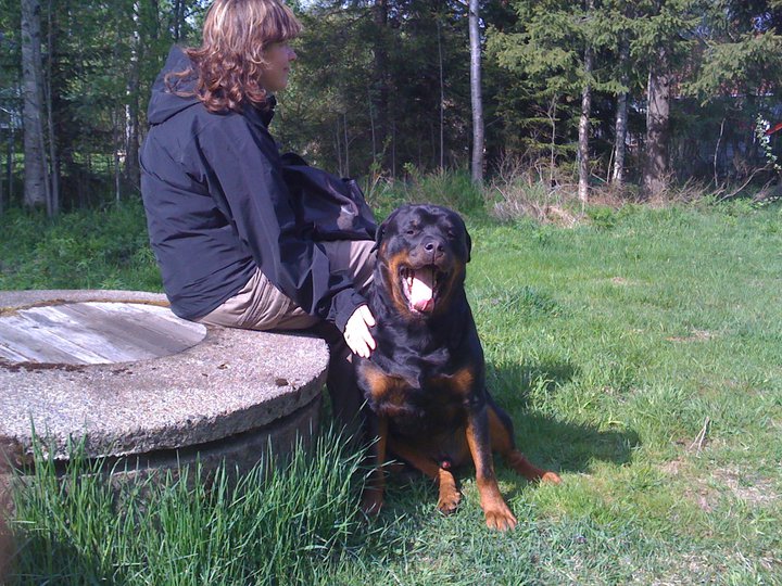 Rottweiler