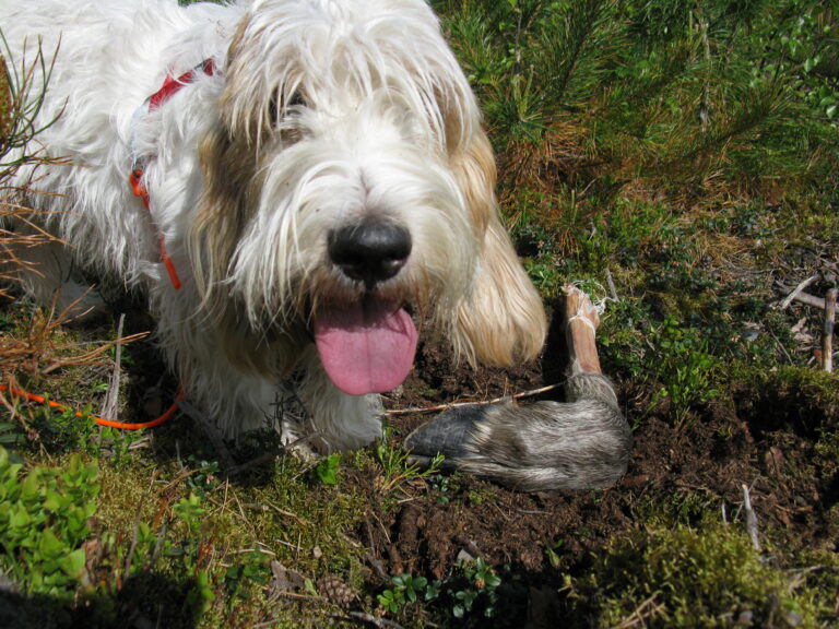 Grand basset griffon vendeen