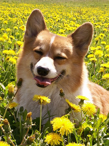 Welsh corgi pembroke