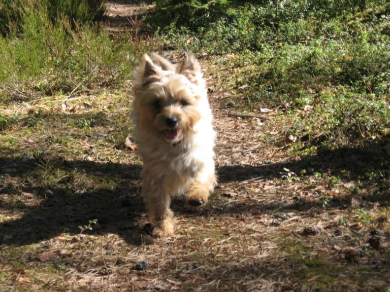 Cairn Terrier Suski