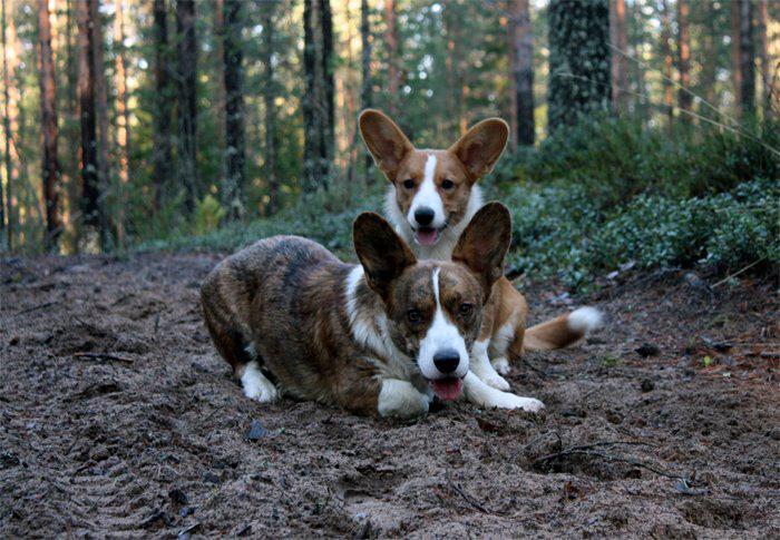 Welsh corgi cardigan