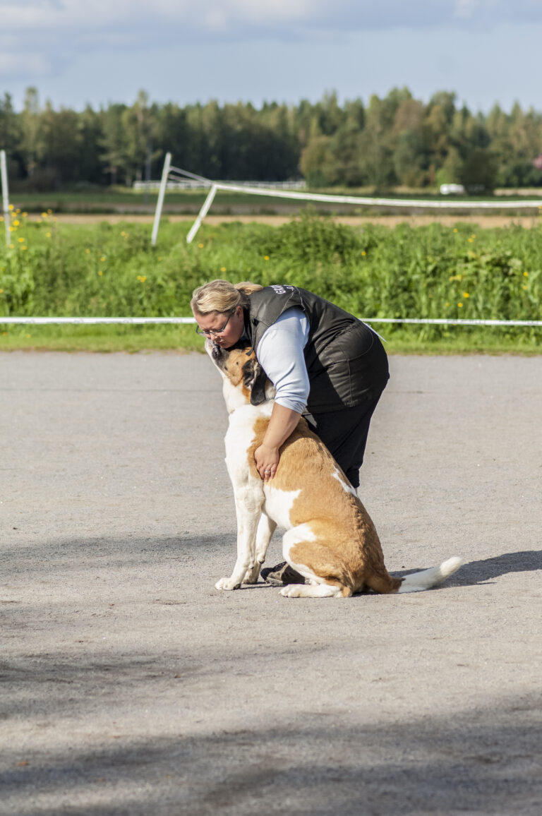 Lyhytkarvainen bernhardinkoira