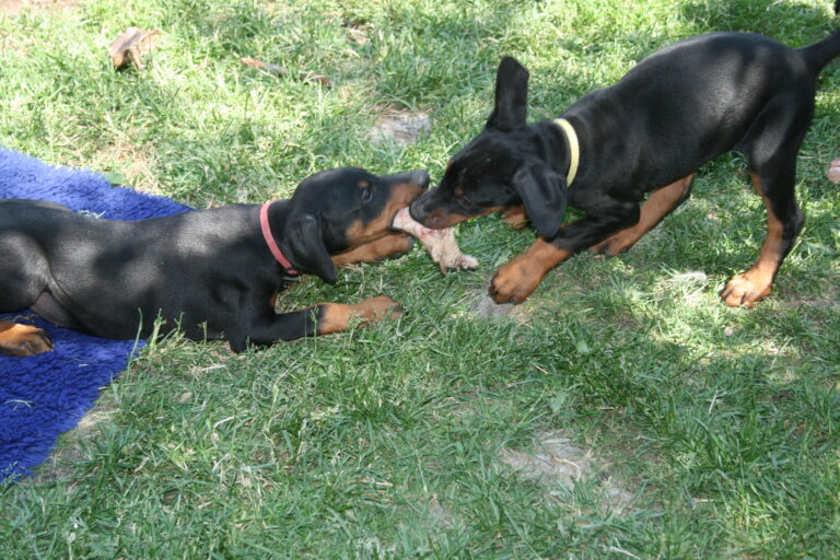 Dobermanni Tepa