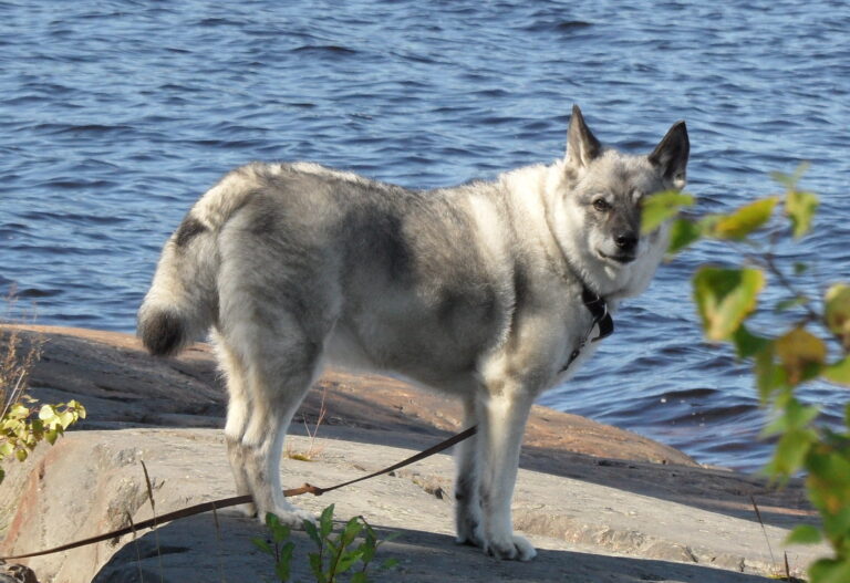 Harmaa norjanhirvikoira