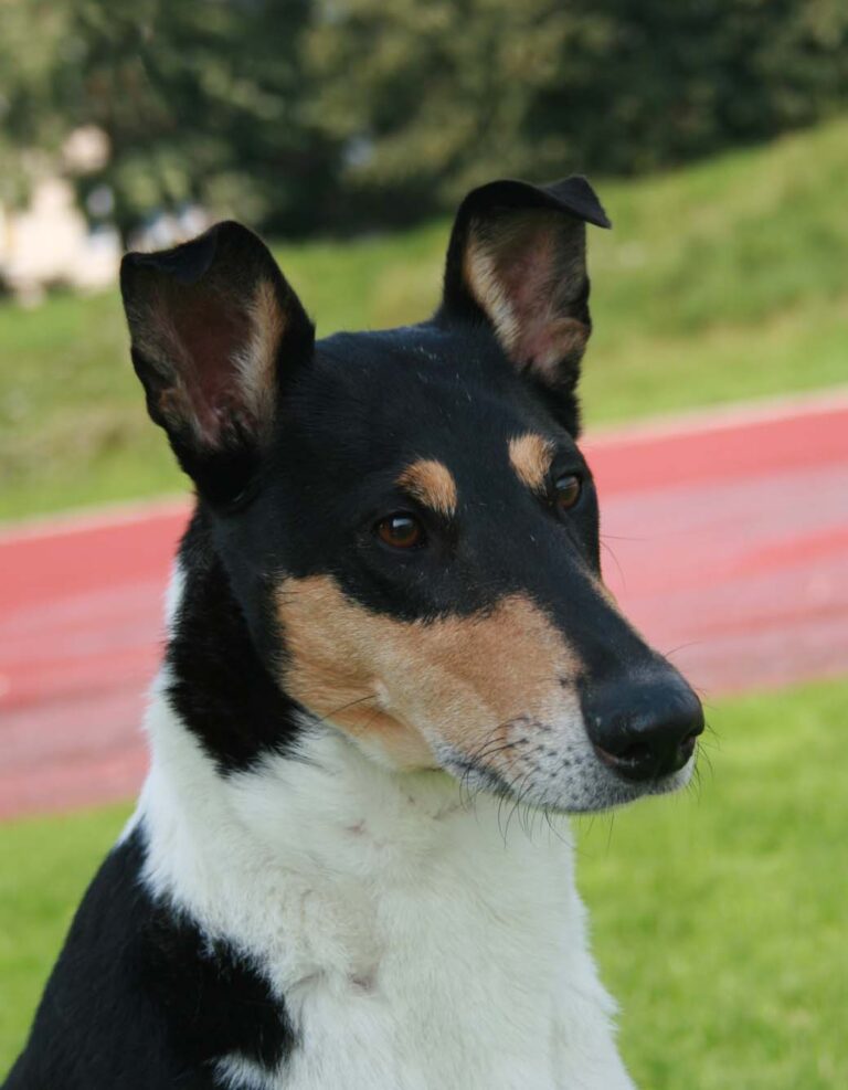 Lyhytkarvainen collie