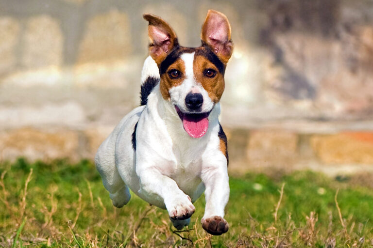 Jackrussellinterrieri