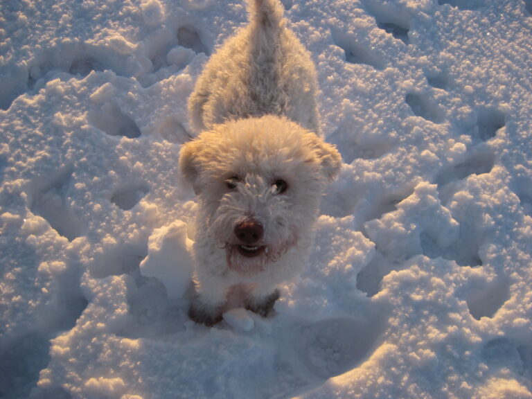 Lagotto romagnolo