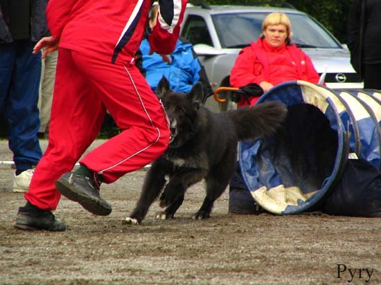 Sekarotuinen koira