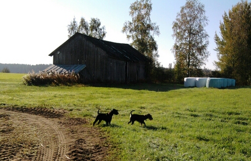 Kääpiösnautseri Pautski